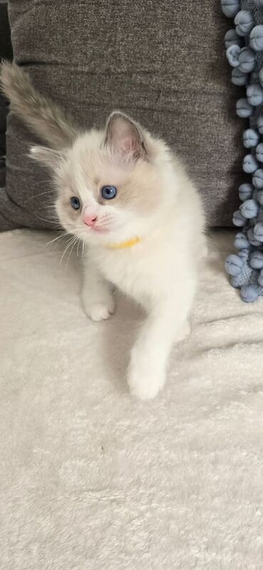 Ragdoll Kittens – Pedigree, Blue-Eyed Beauties! for sale in Seven Sisters, Greater London | Image 2