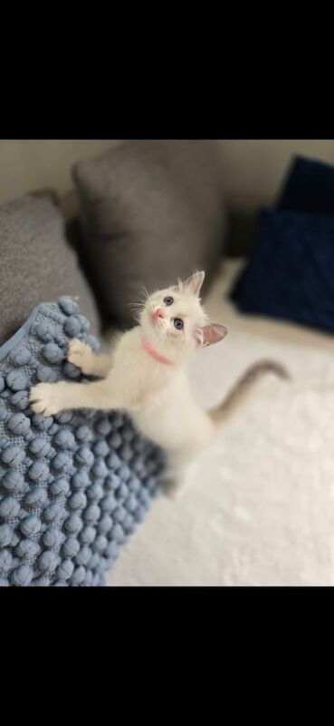 Ragdoll Kittens – Pedigree, Blue-Eyed Beauties! for sale in Seven Sisters, Greater London | Image 3