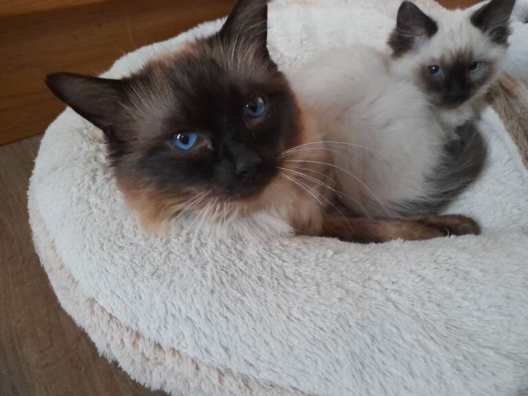 Ragdoll kittens pure bread