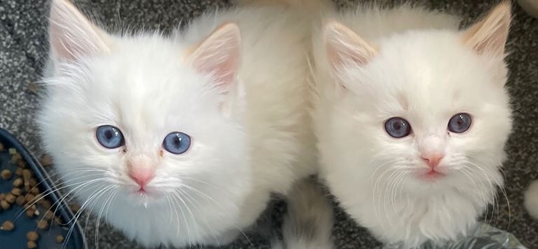 Ragdoll kittens purebred pedigree