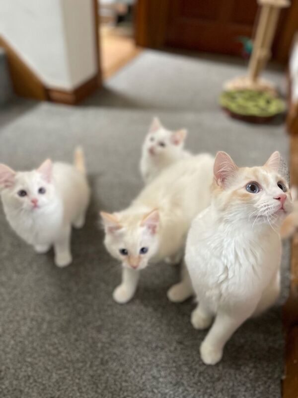 Ragdoll kittens purebred pedigree - Image 2 of 6