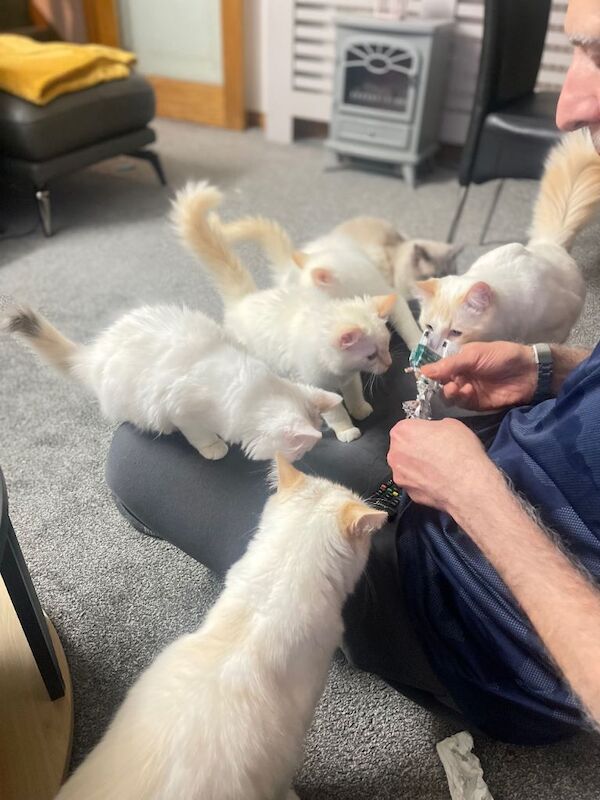 Ragdoll kittens purebred pedigree - Image 3 of 6
