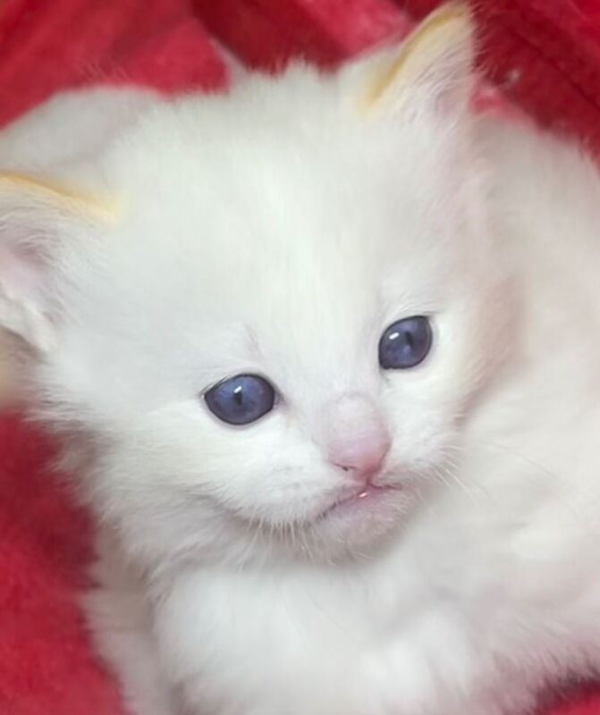 Ragdoll kittens purebred pedigree - Image 4 of 6