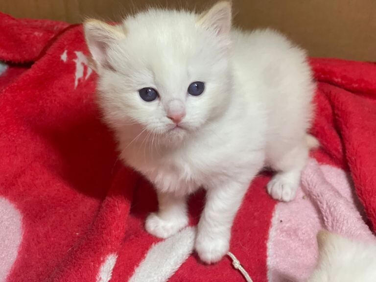Ragdoll kittens purebred pedigree - Image 5 of 6
