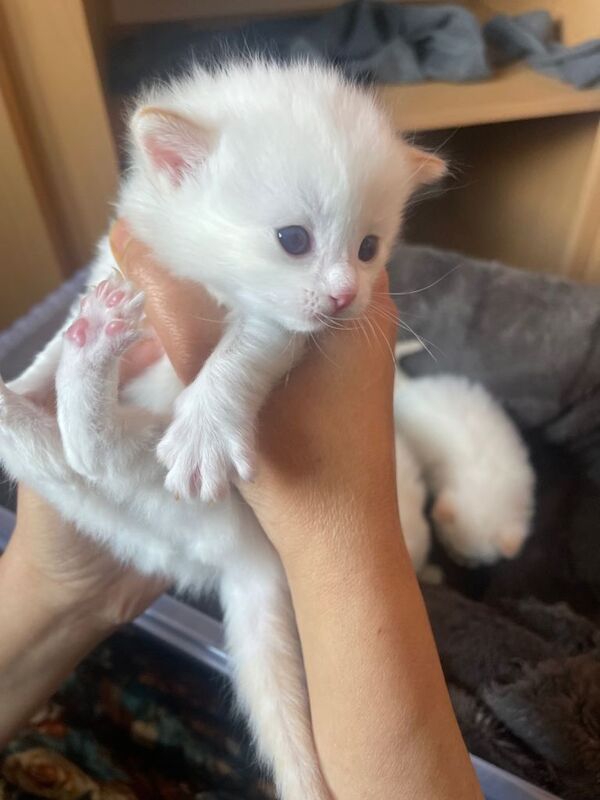 Ragdoll kittens purebred pedigree - Image 6 of 6