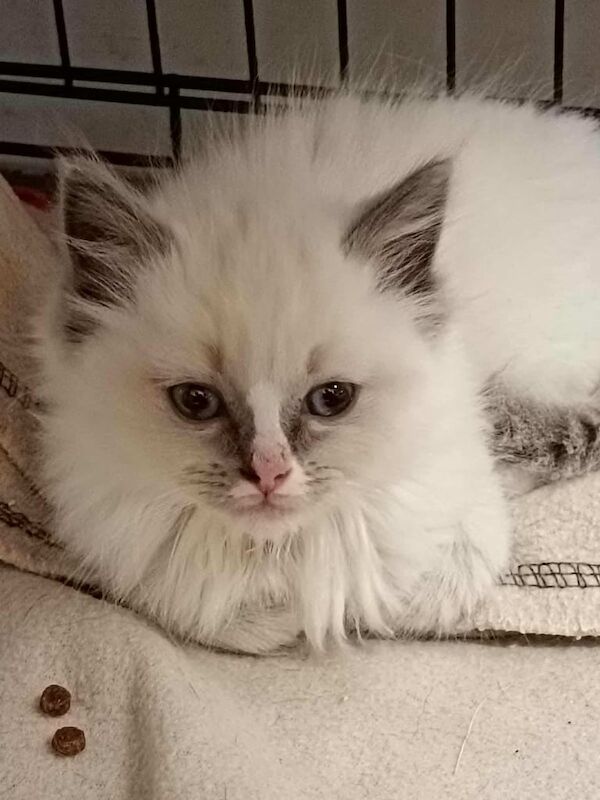 Ragdoll Kittens For Sale Under £300