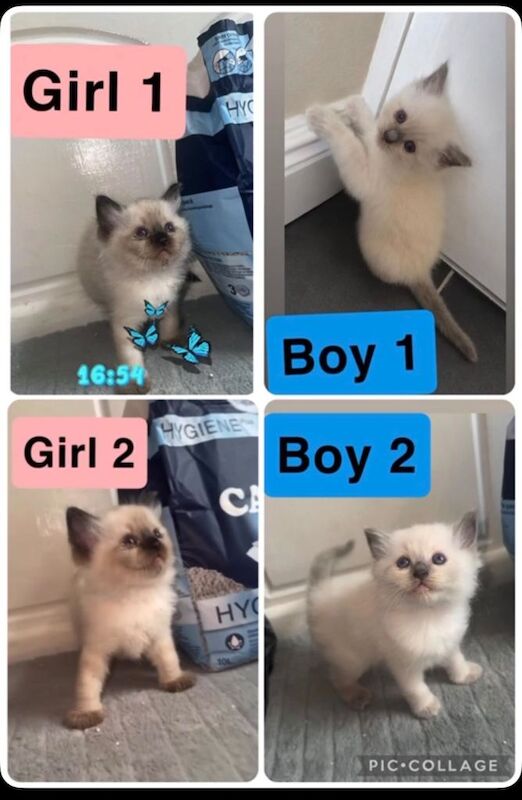 Ragdoll kittens read description