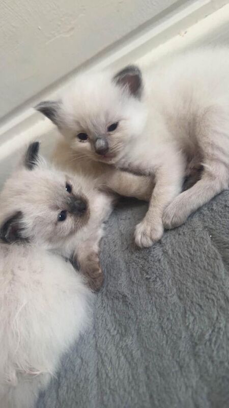 Ragdoll kittens read description - Image 2 of 5