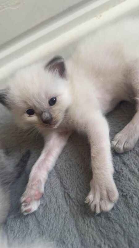 Ragdoll kittens read description - Image 3 of 5