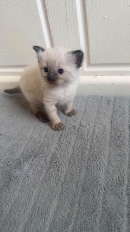 Ragdoll kittens read description - Image 4 of 5
