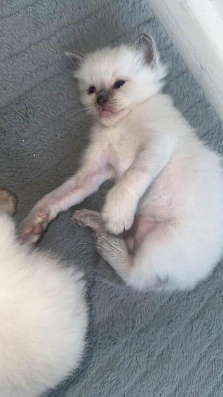 Ragdoll kittens read description - Image 5 of 5