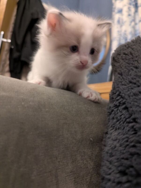 Ragdoll kittens ready 5th June for sale in Waterfoot, Lancashire