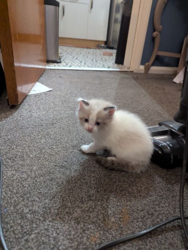 Ragdoll kittens ready 5th June for sale in Waterfoot, Lancashire - Image 2