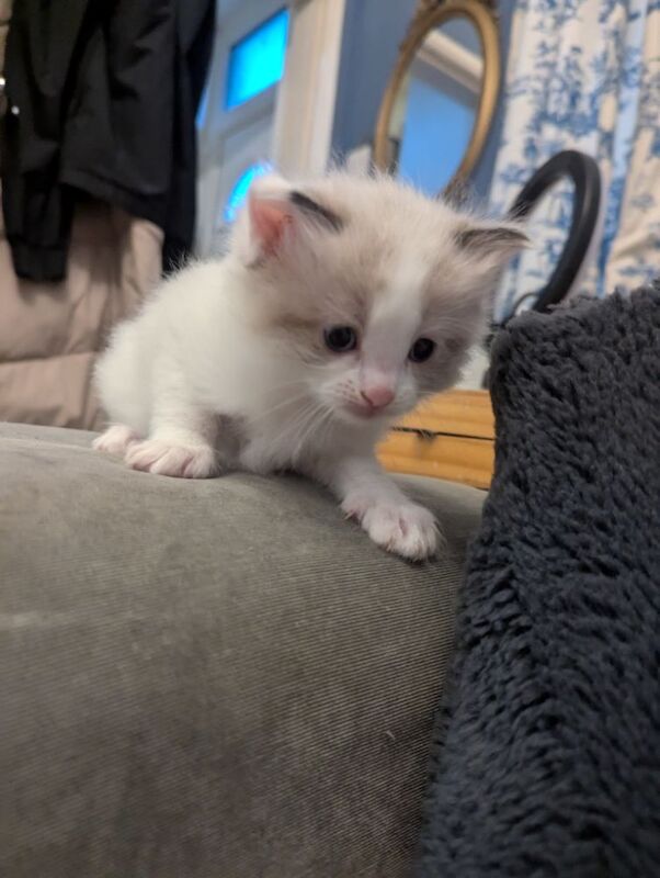 Ragdoll kittens ready 5th June for sale in Waterfoot, Lancashire | Image 3