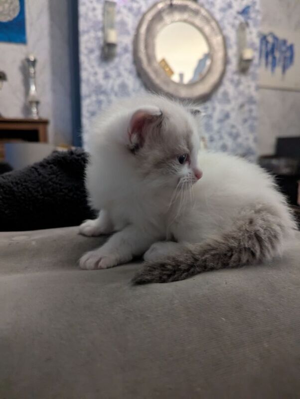 Ragdoll kittens ready 5th June for sale in Waterfoot, Lancashire - Image 4