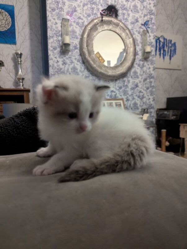 Ragdoll kittens ready 5th June for sale in Waterfoot, Lancashire - Image 5