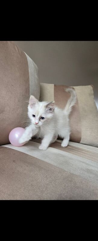 Ragdoll Kittens Ready for their new homes for sale in Canvey Island, Essex