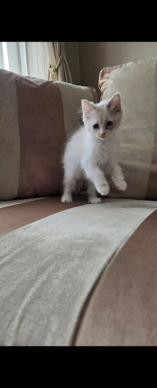Ragdoll Kittens Ready for their new homes for sale in Canvey Island, Essex | Image 2