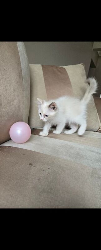 Ragdoll Kittens Ready for their new homes for sale in Canvey Island, Essex | Image 3
