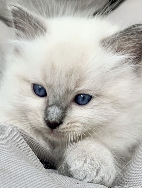 Ragdoll kittens READY NEXT WEEK