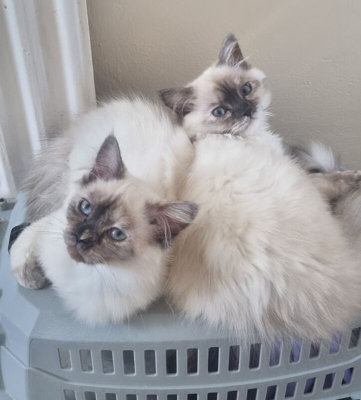 Ragdoll kittens ready now for sale in Chatham, Kent
