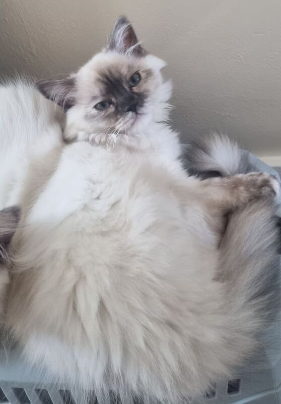 Ragdoll kittens ready now for sale in Chatham, Kent | Image 2