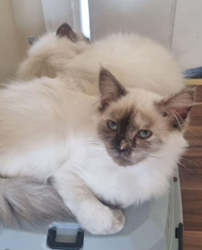 Ragdoll kittens ready now for sale in Chatham, Kent | Image 3
