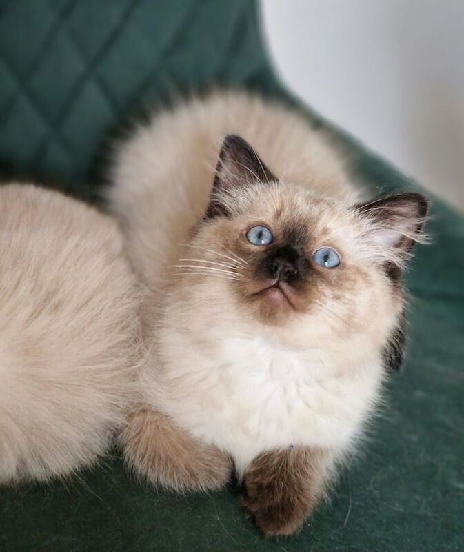 Ragdoll kittens for sale in Romford, Greater London – 3 months old