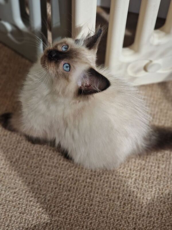 Ragdoll kittens for sale in Romford, Greater London – 3 months old - Image 2 of 3