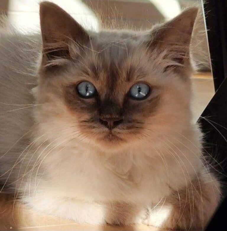 Ragdoll kittens for sale in Romford, Greater London – 3 months old - Image 3 of 3