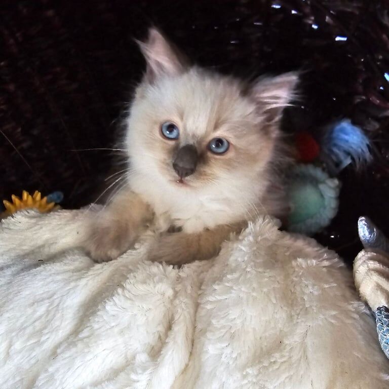 Ragdoll kittens for sale in Galashiels, Roxburgh, Ettrick and Lauderdale – 8 weeks old