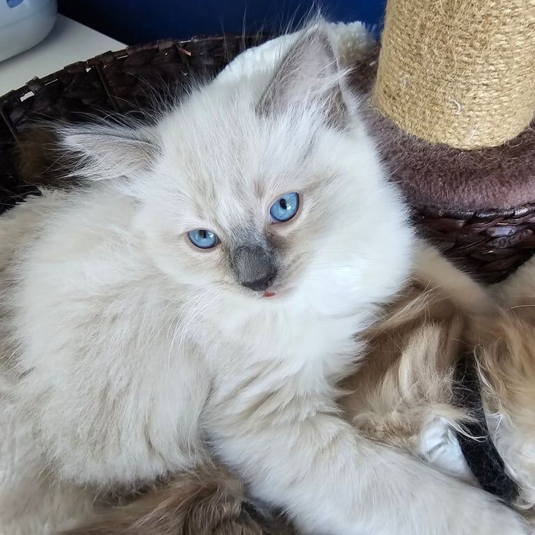 Ragdoll kittens for sale in Galashiels, Roxburgh, Ettrick and Lauderdale – 8 weeks old - Image 2 of 3