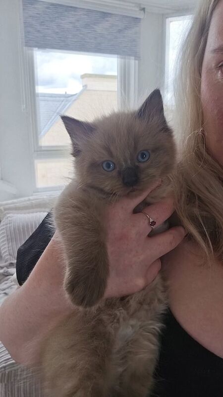 Ragdoll kittens for sale in Galashiels, Roxburgh, Ettrick and Lauderdale – 8 weeks old - Image 3 of 3