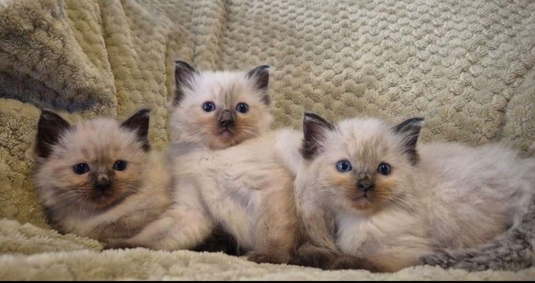 Ragdoll kittens for sale in Kingston upon Hull, East Riding of Yorkshire – 8 weeks old