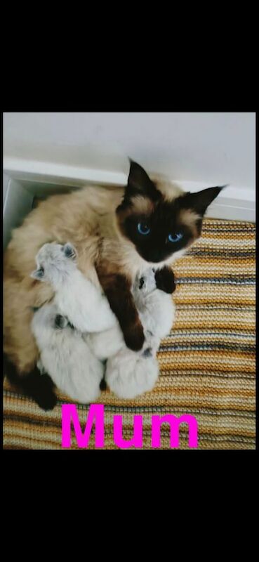 Ragdoll kittens for sale in Kingston upon Hull, East Riding of Yorkshire – 8 weeks old - Image 2 of 3