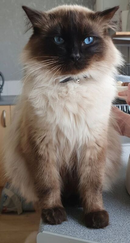 Ragdoll kittens for sale in Kingston upon Hull, East Riding of Yorkshire – 8 weeks old - Image 3 of 3