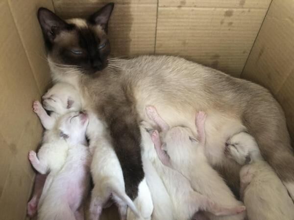 Ragdoll kittens ready now for sale in Ely, Cardiff