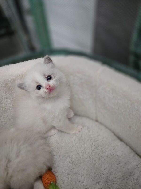 Ragdoll Kittens Ready Soon! for sale in Seven Sisters, Greater London