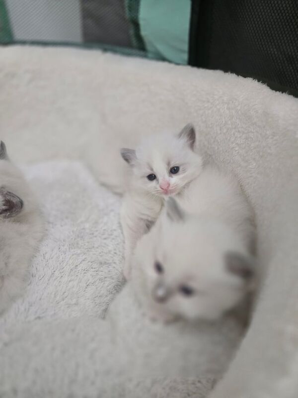 Ragdoll Kittens Ready Soon! for sale in Seven Sisters, Greater London | Image 2