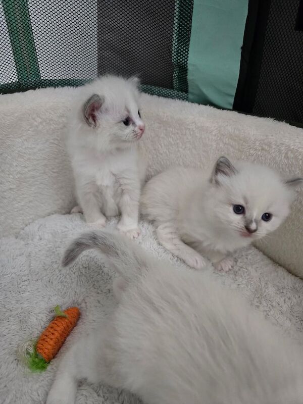 Ragdoll Kittens Ready Soon! for sale in Seven Sisters, Greater London | Image 3