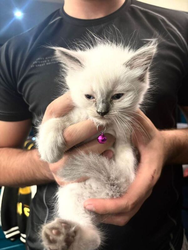 Ragdoll kittens for sale in Luton, Bedfordshire – 11 weeks old