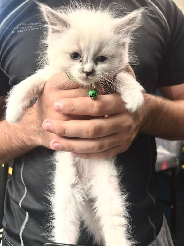 Ragdoll kittens for sale in Luton, Bedfordshire – 11 weeks old - Image 2 of 3