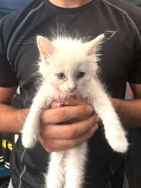 Ragdoll kittens for sale in Luton, Bedfordshire – 11 weeks old - Image 3 of 3