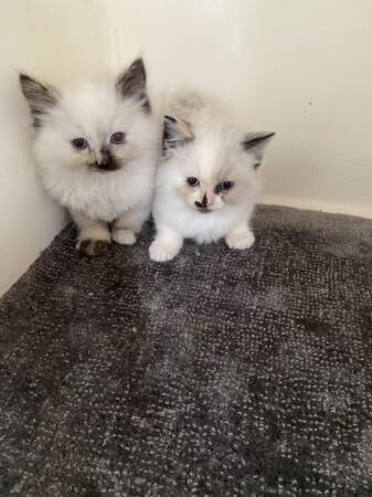 Ragdoll kittens ready to leave for sale in Romford, Dorset