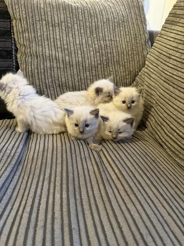 Ragdoll kittens for sale in Bolton, Greater Manchester – 8 weeks old - Image 4 of 5