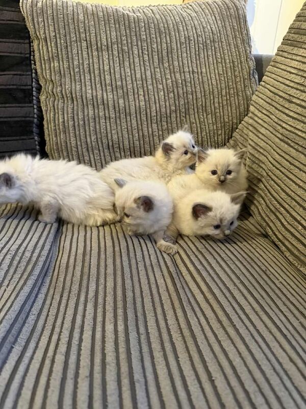 Ragdoll kittens for sale in Bolton, Greater Manchester – 8 weeks old - Image 5 of 5