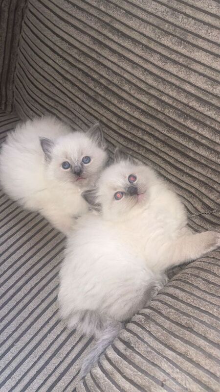 Ragdoll kittens ready to leave now ‼️