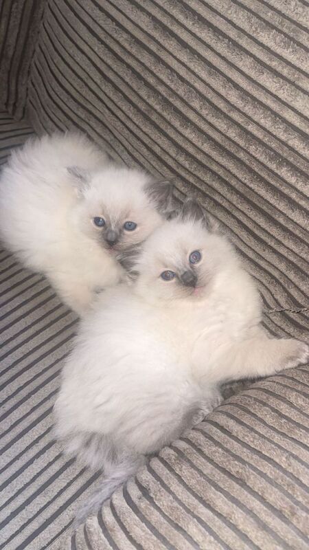 Ragdoll kittens ready to leave now ‼️ - Image 2 of 5