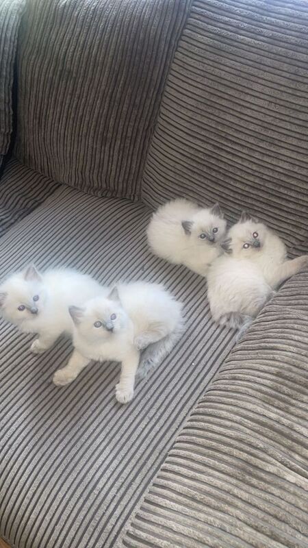Ragdoll kittens ready to leave now ‼️ - Image 3 of 5