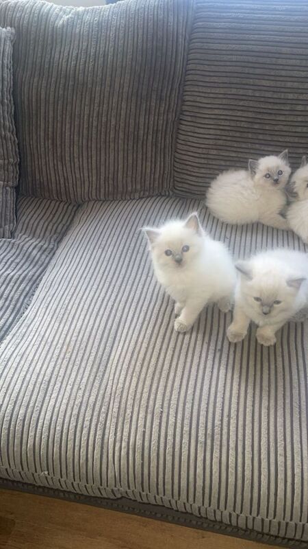 Ragdoll kittens ready to leave now ‼️ - Image 4 of 5